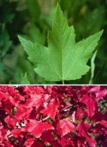 Acer rubrum: Red Maple
