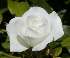 Nezapomeňte na řez růží