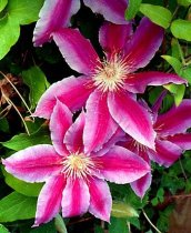Clematis 'Doctor Ruppel' - Clematis Dr.Ruppel