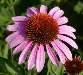 Echinacea purpurea Echinacea purpurea
