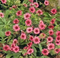 Potentilla nepalensis 'Miss Willmott' - Nepal Cinquefoil, Potentilla
