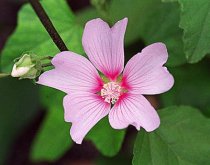Lavatera thuringiaca 'Barnsley'