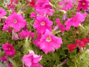 Petunia - převislá petúnie