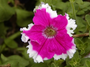 Petunia - převislá petúnie