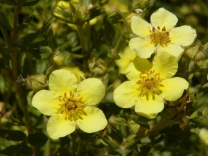 Potentilla fruticosa - mochna křovitá Potentilla fruticosa - mochna křovitá