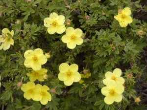 Potentilla fruticosa - mochna křovitá Potentilla fruticosa - mochna křovitá