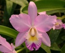 Angel Love 'Pinky' Cattleya Orchid Plant Angel Love 'Pinky' Cattleya Orchid Plant