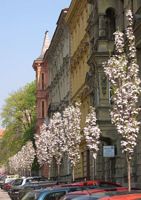 Jaselská – Prunus serrulata ´Amanogawa´