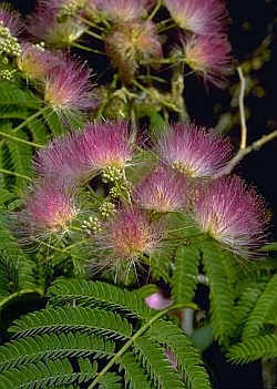 Albizia julibrissin 'Ernest Wilson' - kapinice, perská akácie Albizia julibrissin 'Ernest Wilson' - kapinice, perská akácie