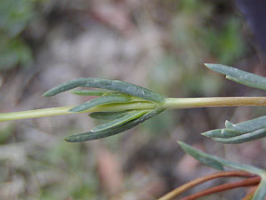Dorotheanthus bellidiformis - kosmatec sedmikráskovitý