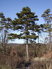 Pinus nigra Pinus nigra