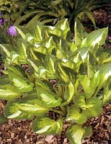 Hosta 'Center of Attention' - Hosta