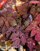 Corydalis quantmeyerana - Chocolate Star Plant