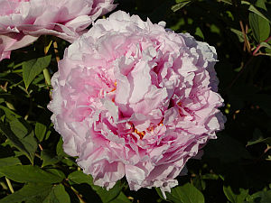 Paeonia suffruticosa