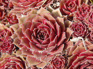 Sempervivum Sempervivum