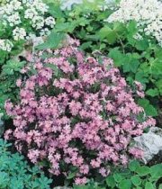 Myosotis sylvatica 'Victoria Rose' - Forget-Me-Not