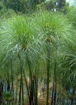 Cyperus percamenthus - Dwarf Giant Papyrus Cyperus percamenthus - Dwarf Giant Papyrus