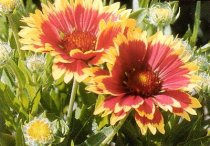 Gaillardia aristata 'Goblin' - Blanket Flower, Indian Blanket