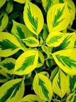 Cornus alternifolia 'Golden Shadows'