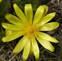 Adonis vernalis