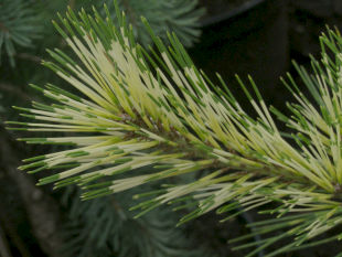 Pinus densiflora Oculus Draconis - borovice drobnokvětá
