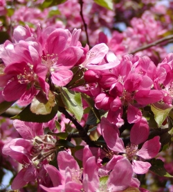 Malus - jabloň Malus - jabloň