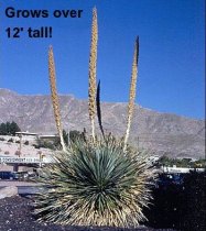 Dasylirion wheeleri - Desert Spoon