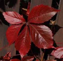 Parthenocissus quinquefolia - přísavník pětilistý Parthenocissus quinquefolia - přísavník pětilistý