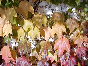 Parthenocissus tricuspidata - přísavník trojcípý