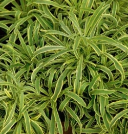 Erysimum linifolia - horčičník