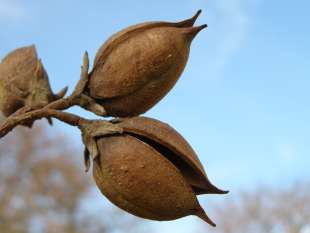 Paulownia tomentosa - paulovnie plstnatá