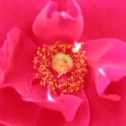 Rosa Sympathie - růže (pnoucí) Rosa Sympathie - růže (pnoucí)