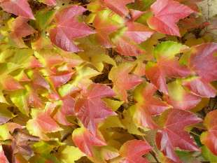 Parthenocissus tricuspidata - přísavník trojcípý