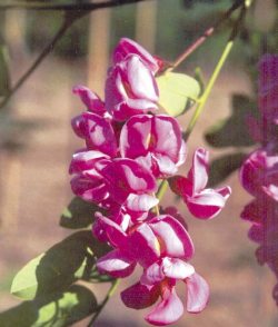 Robinia 'Casque Rouge' - trnovník akát Robinia 'Casque Rouge' - trnovník akát