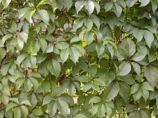 Parthenocissus quinquefolia - pavinič päťlistý Parthenocissus quinquefolia - pavinič päťlistý