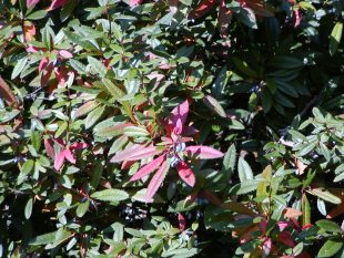 Berberis julianae - dráč Júliin