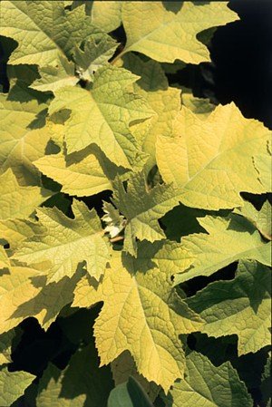 Hydrangea quercifolia 'Little Honey' - Golden Oakleaf Hydrangea