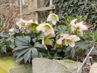 Helleborus - čemeřice Helleborus - čemeřice