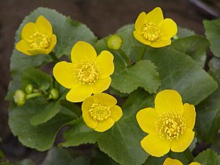 Caltha palustris - blatouch bahenní Caltha palustris - blatouch bahenní