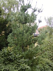 Pinus parviflora Pinus parviflora