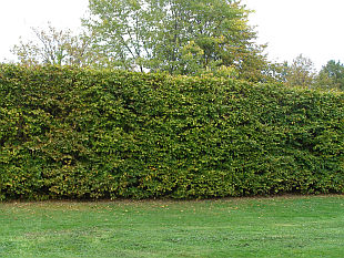 Fagus sylvatica - buk lesní