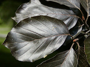 Fagus sylvatica - buk lesní