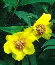 Paeonia lutea var. ludlowii - Tree Peony