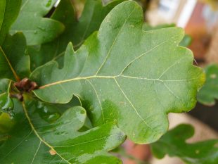 Quercus robur - dub letní Quercus robur - dub letní