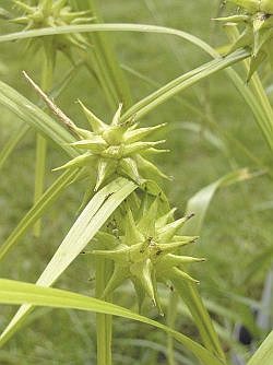 Carex grayi - ostřice Grayova Carex grayi - ostřice Grayova