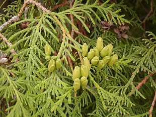 Thuja occidentalis - zerav západní