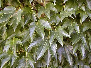 Parthenocissus tricuspidata - přísavník trojcípý