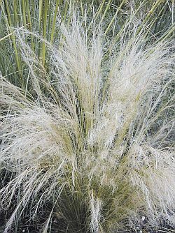 Stipa tenuissima - kavyl péřovitý