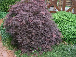 Acer palmatum dissectum 'Garnet' - javor dlanitolistý
