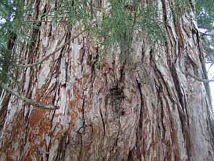 Sequoiadendron giganteum - sekvojovec obrovský